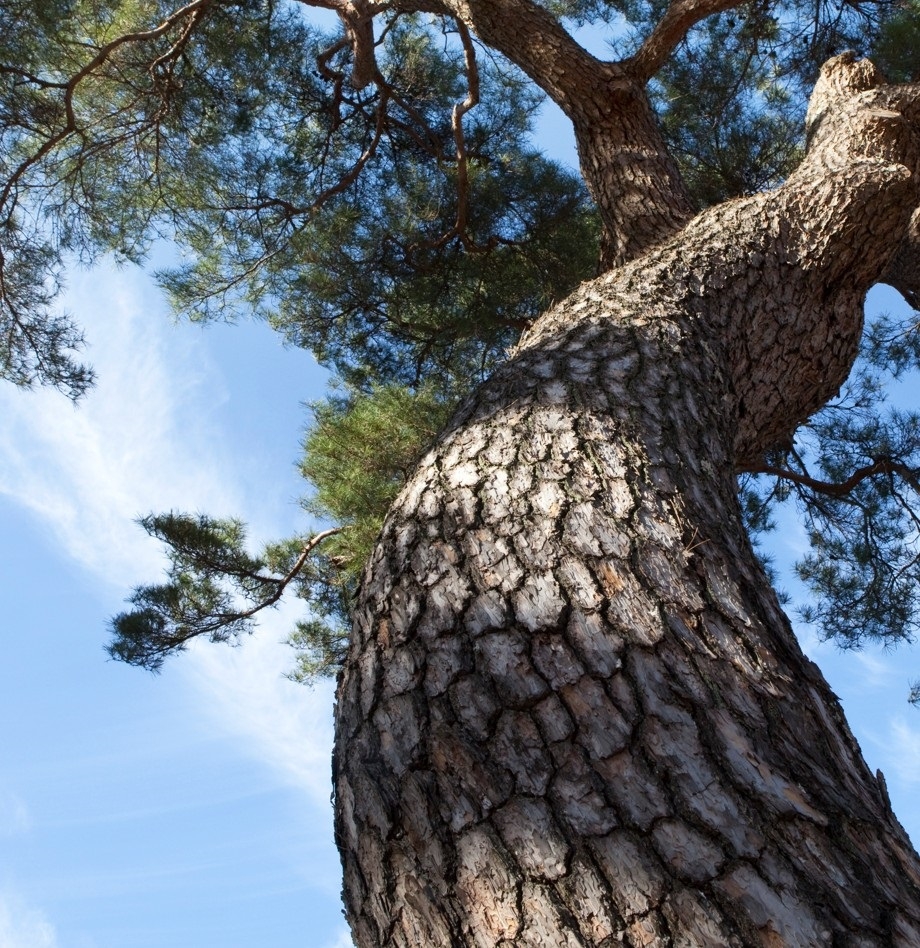 나무(School Tree) 소나무(학명:Pinus densiflora)